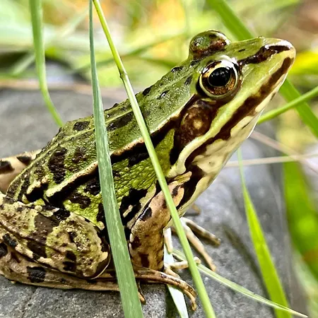 Couette-café Eekhoornpad